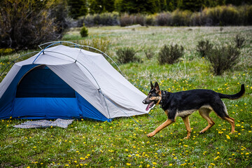 happy dog running around by tent © Alcorn Imagery