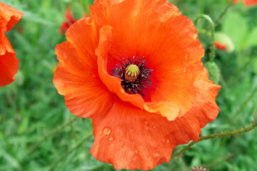 Red poppy flower on a Sunny day.