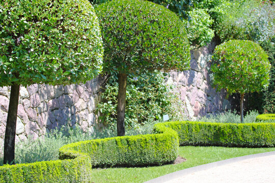 Landschafts- und Gartenbau: in Form geschnittene Bäume und schlangenförmig angelegte Buchsbaum-Hecke in einer Parkanlage