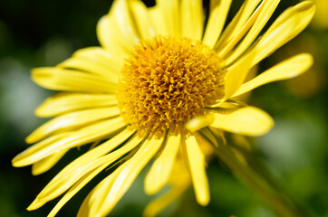 majestic yellow flower field in summer pasture wilderness
