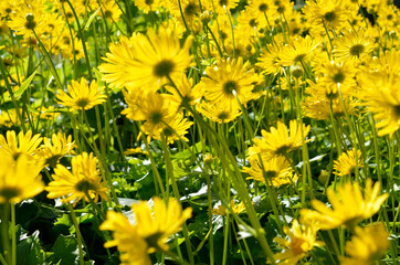 majestic yellow flower field in summer pasture wilderness