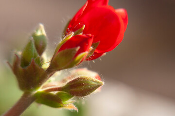 FIORE ROSSO