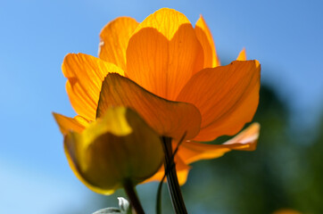 majestic orange wildflower in summer sunshine closeup