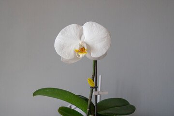 ORCHIDEA