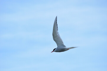 beautiful arctic tern bird on blue sky