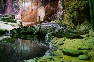 Crocodile in the water. Green dangerous animal usually living in the wild. Moscow Zoo.
