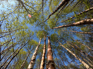 Fototapeta premium green vibrant birch tree in summer sunshine background low angle view