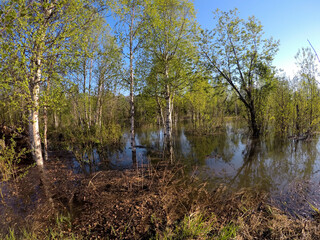 flooded river forest landscape in spring thaw in northern norway