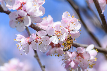 A bee enjoying the nectar on a flower apricot tree.