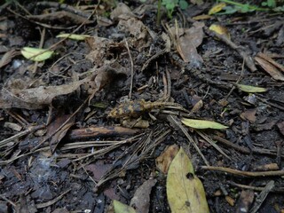 forest bug