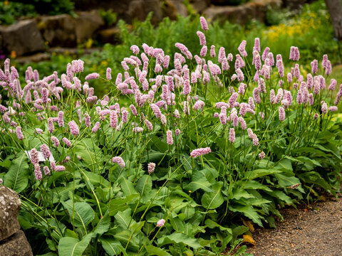 Dense clump of Persicaria bistorta Superba or bistort in full flower in a garden