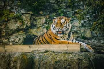 Fototapeta na wymiar Big striped tiger in a Moscow zoo. Dangerous predator in the lock