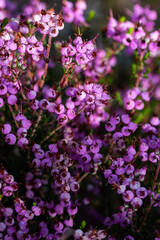 Fototapeta na wymiar Macro photography of purple colored wild flower, Viseu, Portugal