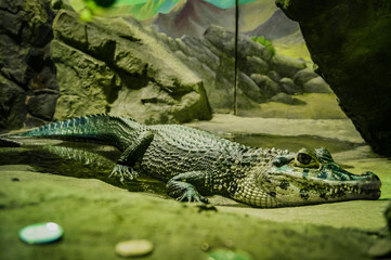 Crocodile in the water. Green dangerous animal usually living in the wild. Moscow Zoo.