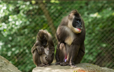 drill monkey (Mandrillus leucophaeus) in the zoo