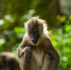 Naklejka na ściany i meble drill monkey (Mandrillus leucophaeus) in the zoo