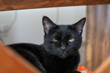 Black domestic Cat with green eyes in bed