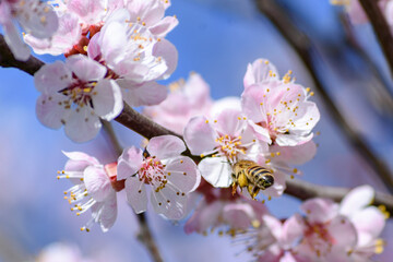 A bee enjoying the nectar on a flower apricot tree.