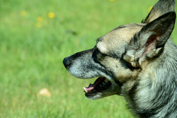 junger Schäferhund Mischling