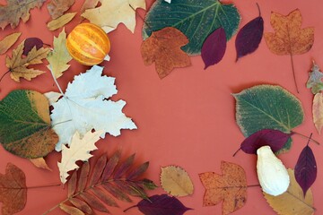 
Autumn leaves of different species of trees on a bright background, texture, top view