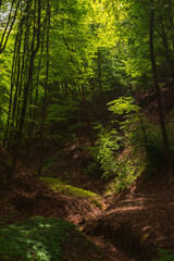 Trees in the forest in morning light in spring season