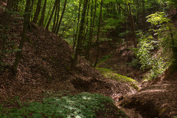 Trees in the forest in morning light in spring season