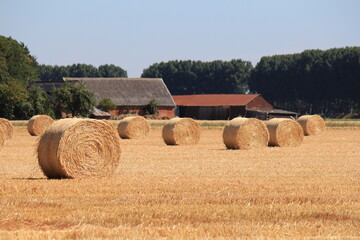round straw bales in the fields and two sheds and a row of trees in the background in the dutch countryside in summer