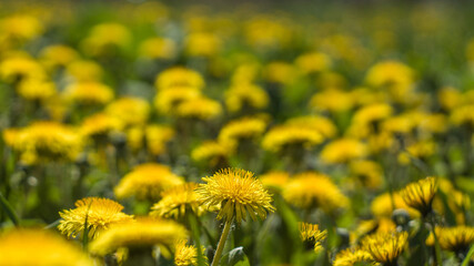 Dandelion flowers