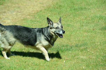 junger Schäferhund Mischling