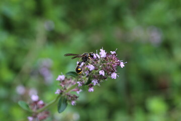 Wespe auf einer Blüte