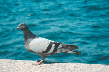 Pigeon sits on a stone fence near the sea