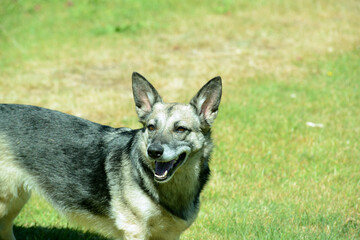 junger Schäferhund Mischling