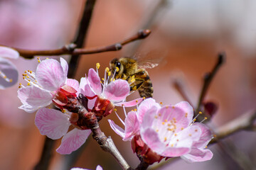 A bee enjoying the nectar on a flower apricot tree.