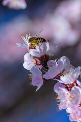A bee enjoying the nectar on a flower apricot tree.