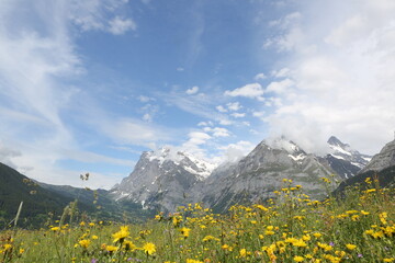 Fototapeta na wymiar Nature meadow in swiss alps location grindelwald nice weather blue sky with some clouds