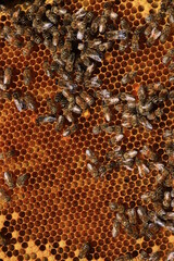 young bees and drones on a frame in a bee nest. brown background of natural bee honeycombs.