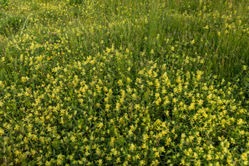 The field with wild flowers and green grass