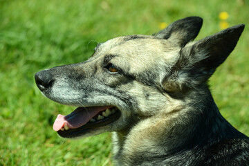 junger Schäferhund Mischling