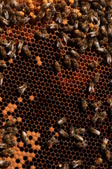 young bees and drones on a frame in a bee nest. brown background of natural bee honeycombs.