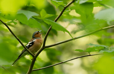bird, robin, natur, ast, wild lebende tiere, tier, baum, rot, finch, frühling