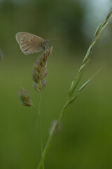 Butterfly on the leaf in the field