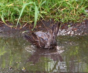 A Sparrow bathes in a shallow pool
