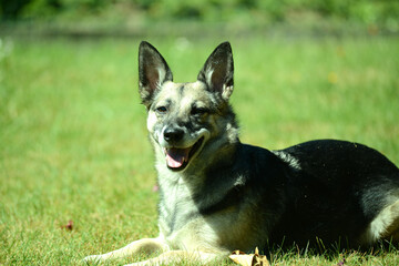 junger Schäferhund Mischling