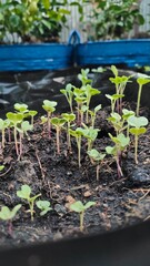 seedlings in a greenhouse