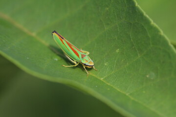 Rhododendronzikade - Graphocephala fennah