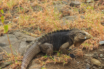 Blue Iguana of Eastern Cuba