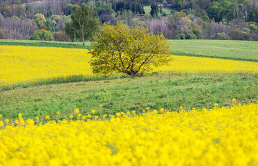 Obraz premium Scenic Spring Time Countryside Landscape with Lonely Tree