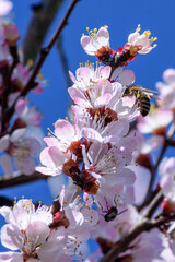 A bee enjoying the nectar on a flower apricot tree.