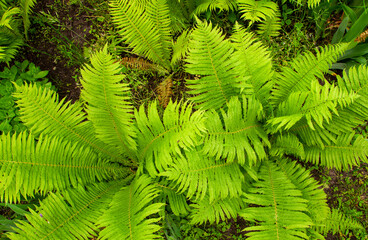 The plant grows in the garden. Green fern bushes in the village. Natural background as a texture.