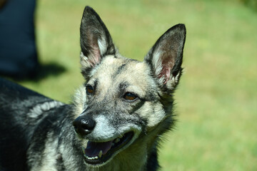 junger Schäferhund Mischling